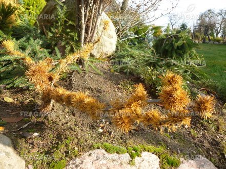 Európai vörösfenyő Krejčová Mutácia, Larix decidua, 30 cm, kont. 3l