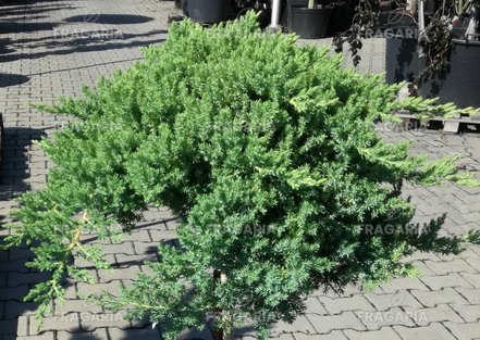 Kúszó boróka Nana, Juniperus procumbens 60 cm, kont. 5l