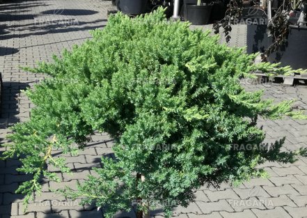 Kúszó boróka Nana, Juniperus procumbens 60 cm,  Törzsre, kont. 5l