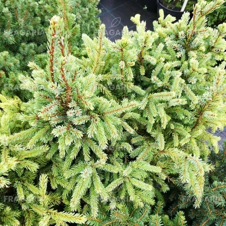 Cukorsüvegfenyő Nana, Picea glauca 30 - 40 cm, kont. 3l