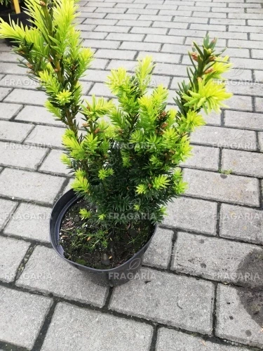 Japán tiszafa Nana, Taxus cuspidata 20 - 30 cm, kont. 3l