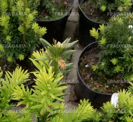 Japán tiszafa Nana, Taxus cuspidata 20 - 30 cm, kont. 3l