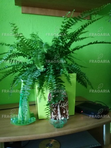 Szobapáfrány, Nephrolepis exaltata, 20 - 30 cm, kont. P 9