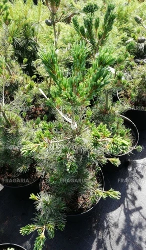 Japán selyemfenyő Negishi, Pinus parviflora, kont. C5 , 50-60 cm