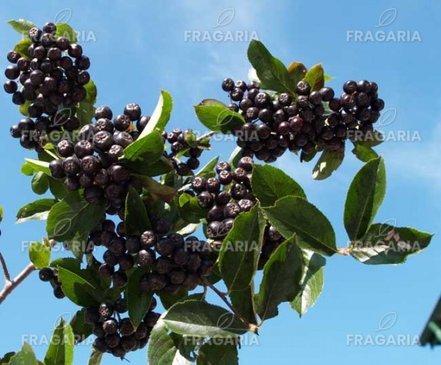 Fekete berkenye  Nero, Aronia x prunifolia  kont. 1l