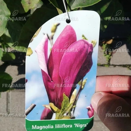 Liliomfa Nigra, Magnolia liliflora 30 - 40 cm, kont. 3l
