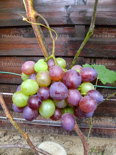 Bortermő szőlő Nizina, Vitis vinifera, kont. 1 l