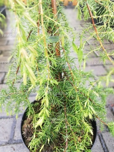 Közönséges boróka Oblonga Pendula, Juniperus communis 40 - 50 cm, kont. 3l