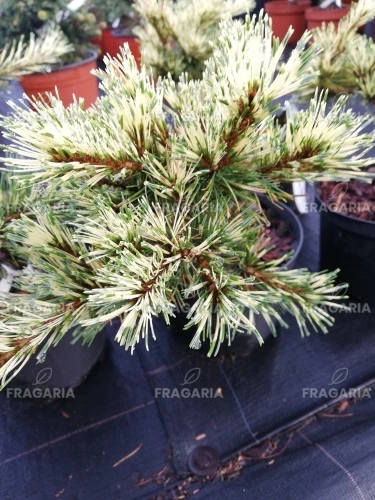 Japán selyemfenyő Ogon Janome ( Oculus Draconis), Pinus parviflora, kont. C5 ,20-30 cm