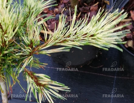 Japán selyemfenyő Ogon Janome ( Oculus Draconis), Pinus parviflora, kont. C5 ,20-30 cm