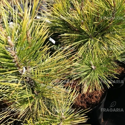 Japán selyemfenyő Ogon Janome ( Oculus Draconis), Pinus parviflora, kont. C10 ,40-50 cm