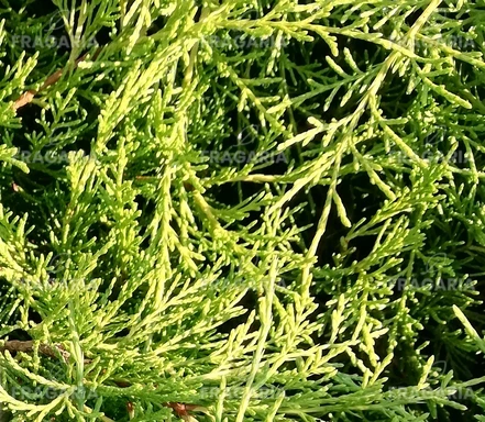 Boróka Old gold, Juniperus x pfitzeriana 5 - 10 cm, kont. 3l
