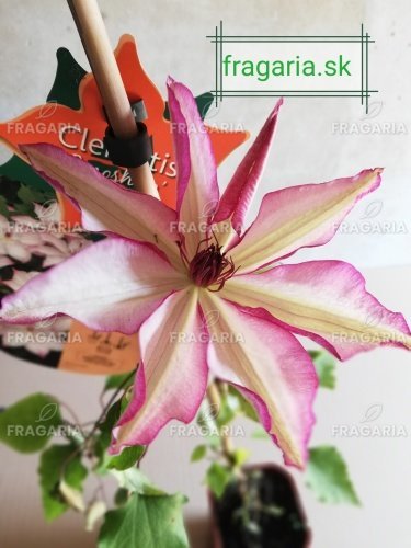 Iszalag Omoshiro, Clematis, kont. 3l