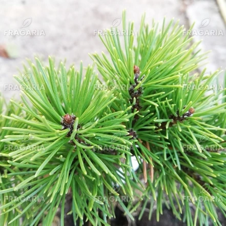 Havasi törpefenyő Ophir, Pinus mugo 20 - 30 cm, kont. 3l