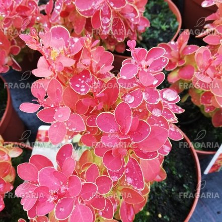 Japán vérborbolya Orange Ice, Berberis thunbergii, kont. 3l, 20 - 30 cm