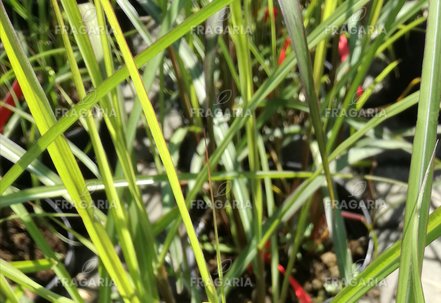 Japánfű Ferner Osten, Miscanthus sinensis , kont. 1 l