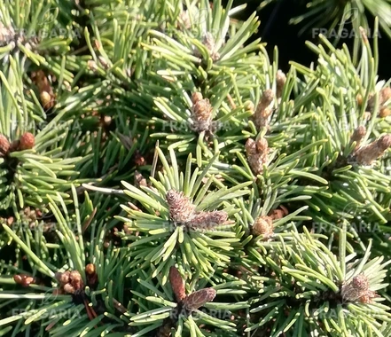 Kampósfenyő  Paradekissen, Pinus uncinata 25 - 30 cm, kont. 5l