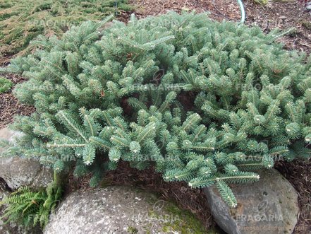 Koreai jegenyefenyő Blauer Pfiff , Abies koreana, kont. C3  20 – 25 cm