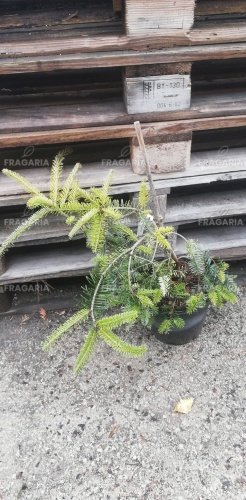 Közönséges jegenyefenyő Pendula, Abies alba, 30 - 40 cm, kont. 4l