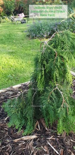 Nyugati tuja Pendula, Thuja occidentalis 40 - 60 cm, kont. 3l