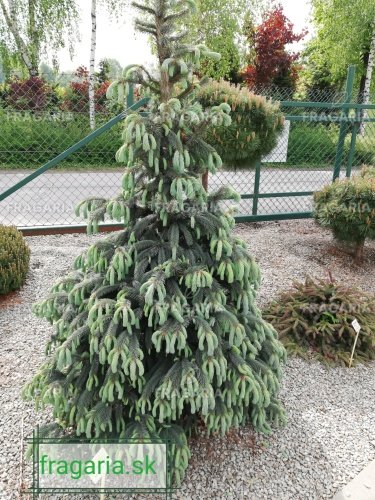 Engelmann fenyő, spp. Mexicana Pervana, Picea engelmannii, 40 – 50 cm, kont. 3l