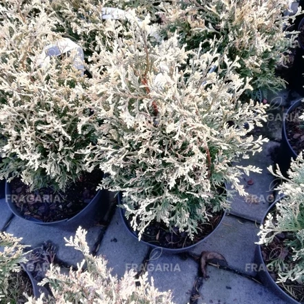 Nyugati tuja Piccadilly, Thuja occidentalis 20 - 40 cm, kont. 3l