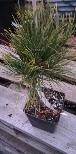Havasi cirbolyafenyő Pillar, Pinus cembra, 20 - 30 cm, kont. 1l