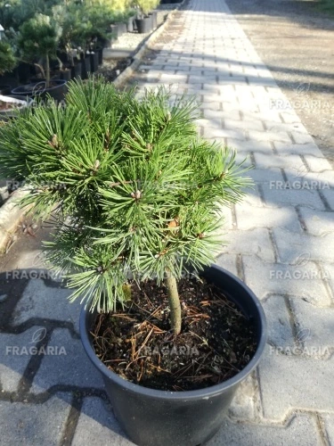 Havasi törpefenyő Echiniformis, Pinus mugo, 30 - 40 cm, kont. 5l