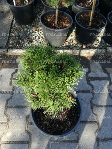 Havasi törpefenyő Echiniformis, Pinus mugo, 30 - 40 cm, kont. 5l