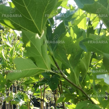 Közönséges platán, Platanus × acerifolia, 160 – 180 cm, kont. 5l