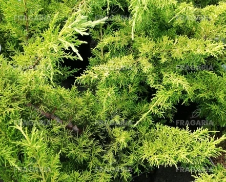 Kínai Boróka Plumosa Aurea , Juniperus chinensis 50 - 60 cm, kont. 3l
