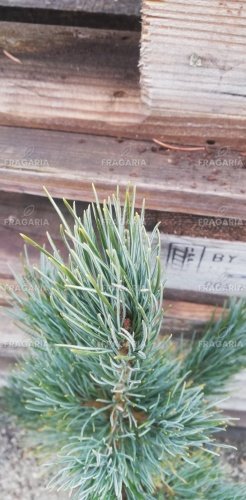 Törpe szibériai fenyő Glauca, Pinus pumila, 40 - 50 cm, kont. 3l