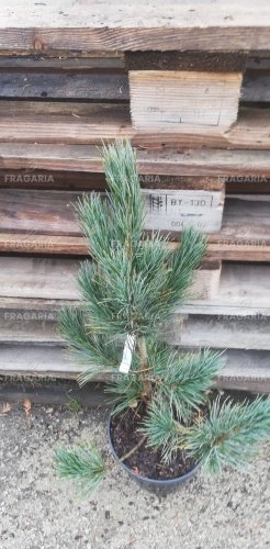 Törpe szibériai fenyő Glauca, Pinus pumila, 40 - 50 cm, kont. 3l