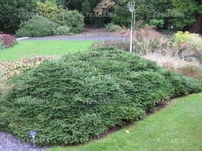 Közönséges lucfenyő  Pumila Nigra, Picea abies 20 - 30 cm, kont. 3l