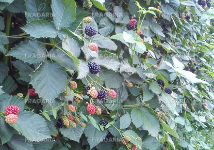 Fekete szeder Polar, Rubus fruticosus 30 - 40 cm kont. 0,5 I