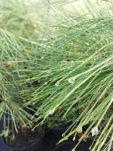 Amerikai sárgafenyő, Pinus ponderosa., 20 – 40 cm, kont. 3l