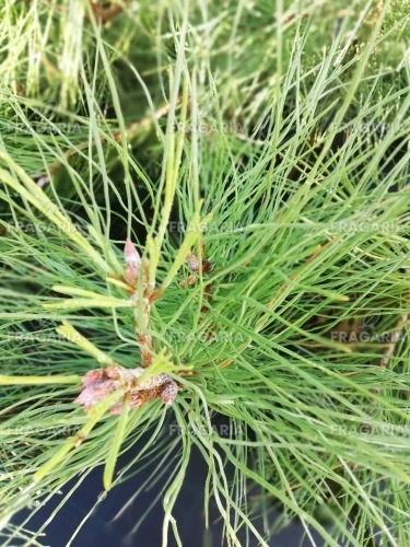 Amerikai sárgafenyő, Pinus ponderosa., 20 – 40 cm, kont. 3l
