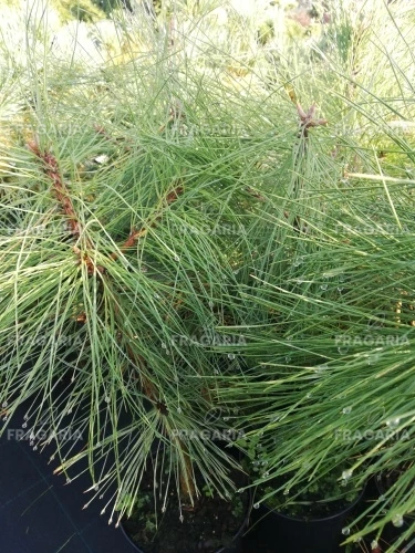 Amerikai sárgafenyő, Pinus ponderosa., 20 – 40 cm, kont. 3l