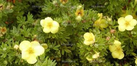 Pimpó törpe Kobold, Potentilla fruticosa, kont. 2l