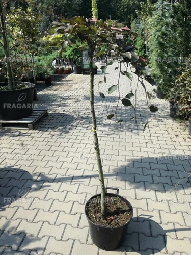 Közönséges bükk Purpurea Pendula,Fagus sylvatica 120 cm, kont. 15l