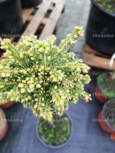 A kaukázusi luc Profesor Langer, Picea orientalis 70 - 75 cm törzsek, kont. 7l