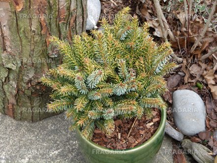 Szerb lucfenyő Peve Tijn, Picea omorika 40 - 60 cm, kont. 5l