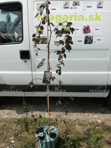 Közönséges bükk Purple Fountain,	Fagus sylvatica 120 - 180 cm, kont. 20l