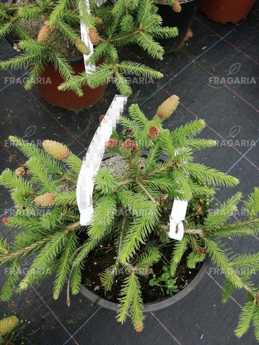 Közönséges lucfenyő Pusch, Picea abies, kont. C5 15-20 cm