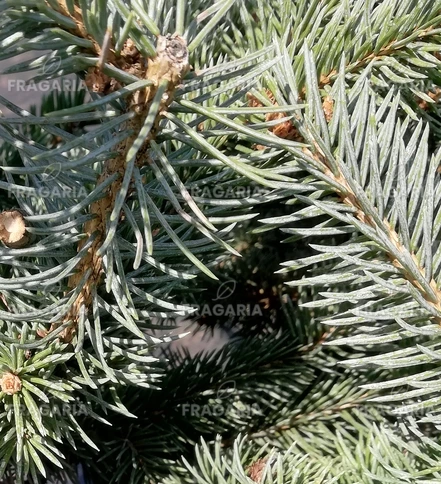 Ezüstfenyő Globosa Argentea, Picea pungens 40 - 55 cm, kont. 5l