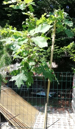 Vörös tölgy, Quercus rubra, kont. 3l,  + 170 cm
