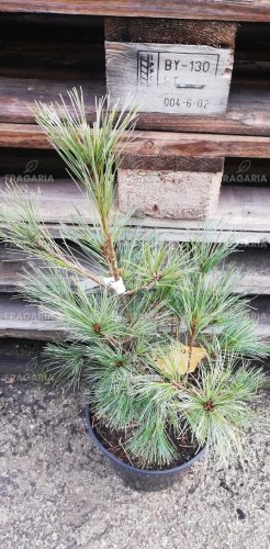 Simafenyő Radiata Nana , Pinus strobus, kont. C5, 40 -50 cm