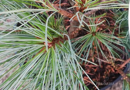 Simafenyő Radiata Nana , Pinus strobus, kont. C5, 40 -50 cm