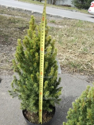 Ezüstfenyő Rainbow's End, Picea glauca 40 - 60 cm, kont. 3l