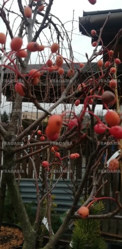 Sorbus alnifolia Red Bird, Sorbus alnifolia, 170 - 180 cm kont. 5l